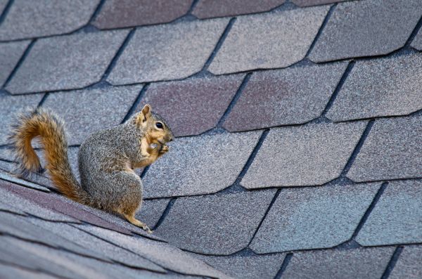 Cedar Rapids Wildlife Removal